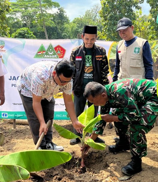 Pac gp ansor pejagoan tanam 10 ribu pisang cavendish