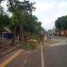 Pemangkasan pohon terkendala jaringan listrik dan internet