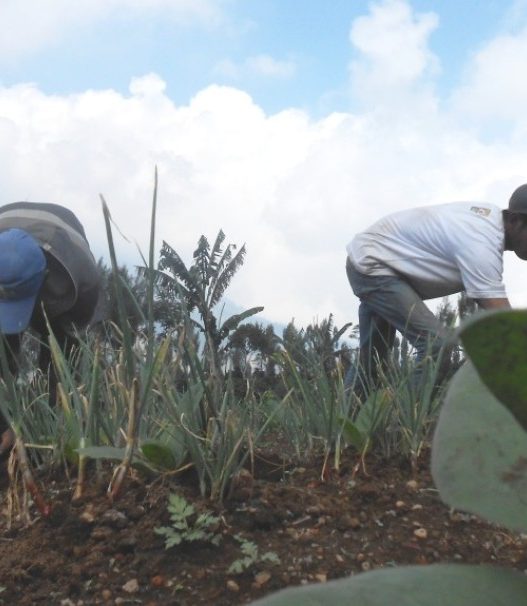 Petani tembakau terancam terpuruk