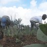 Petani tembakau terancam terpuruk