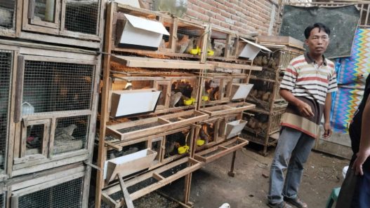 Potensi pedaging jantan, solusi penetasan puyuh3