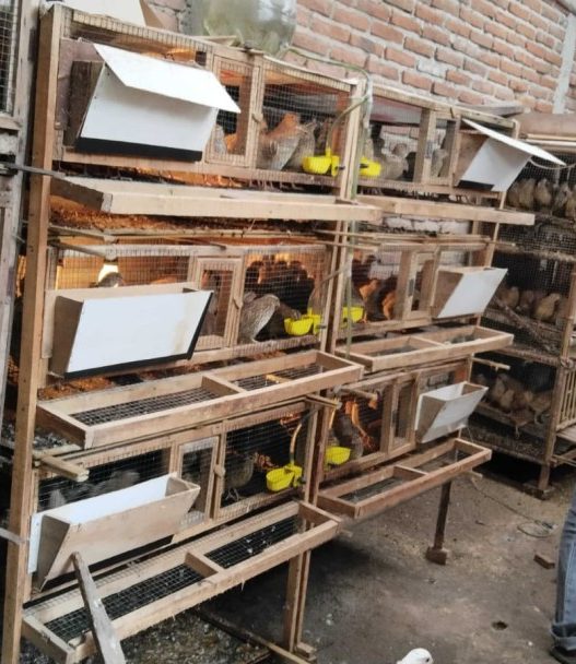 Potensi pedaging jantan, solusi penetasan puyuh3