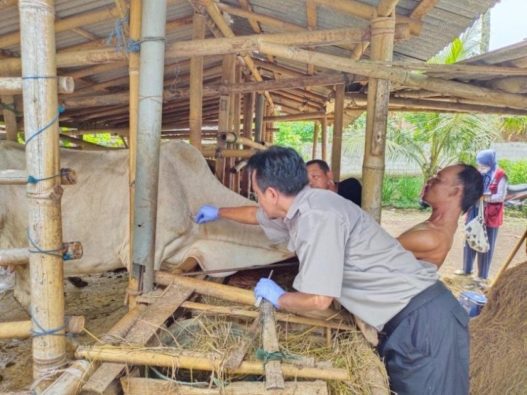 Ribuan ternak divaksin pmk dan rabies