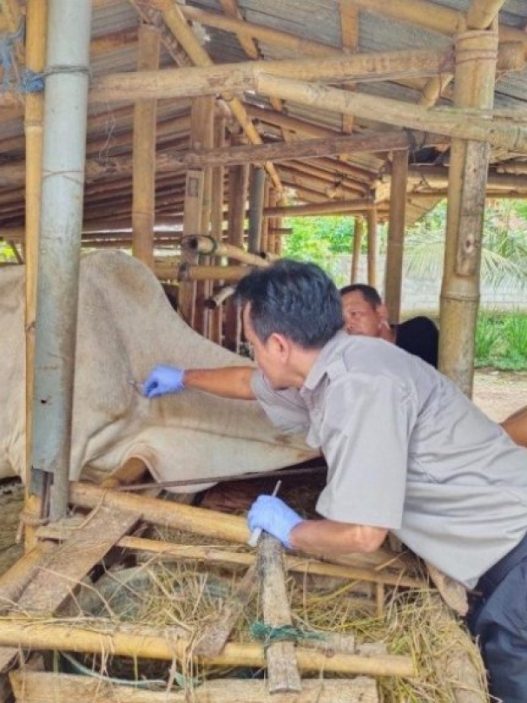 Ribuan ternak divaksin pmk dan rabies