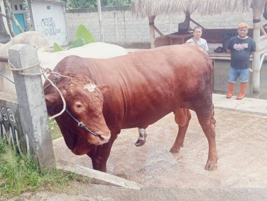 Sapi jumbo seharga mobil bekas diburu di banjarnegara