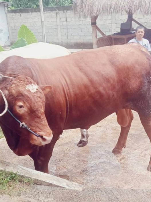 Sapi jumbo seharga mobil bekas diburu di banjarnegara