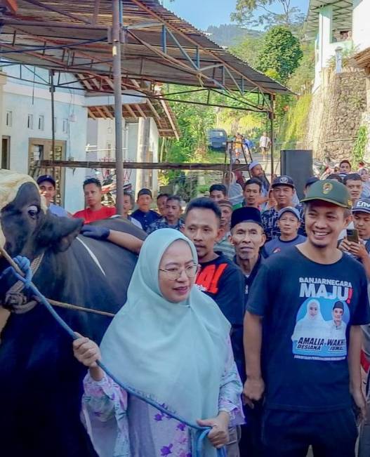Sapi kurban presiden terbesar di jateng
