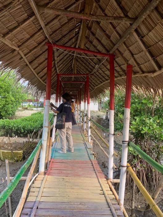 Tahun ini, akan tanam 176.340 mangrove