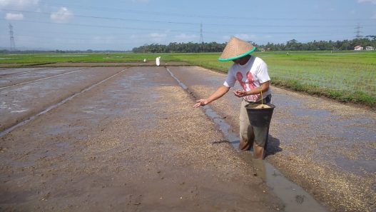 Target tanam padi selesai juli