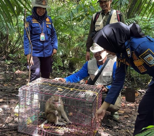 Tiga monyet dilepasliarkan ke pulau nusakambangan