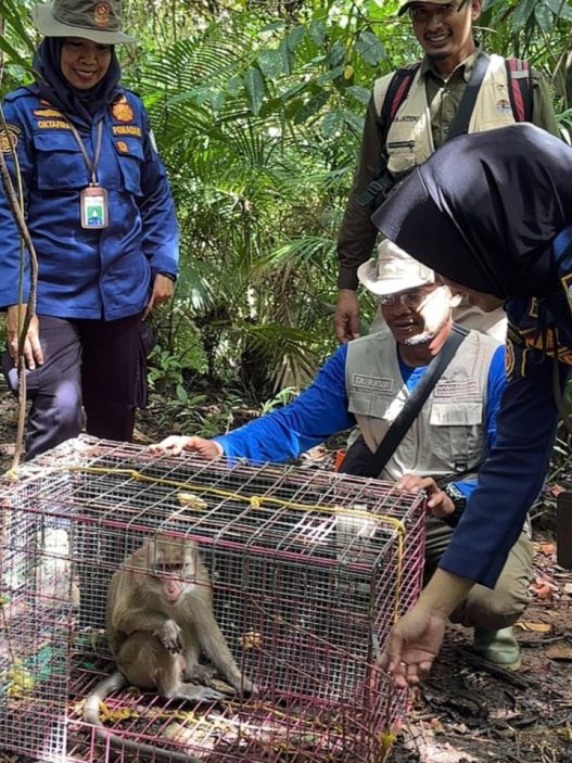Tiga monyet dilepasliarkan ke pulau nusakambangan