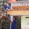 Ular cincin emas sembunyi di atap kamar mandi