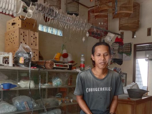 Anggungan perkutut jawa kian menjadi incaran
