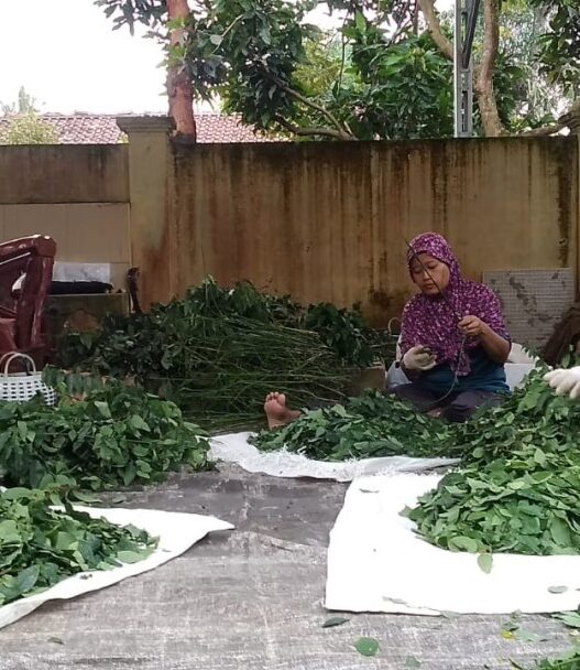 Dari pekarangan jadi ladang harapan