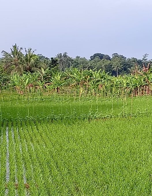 Dinpertan petakan lahan baku sawah