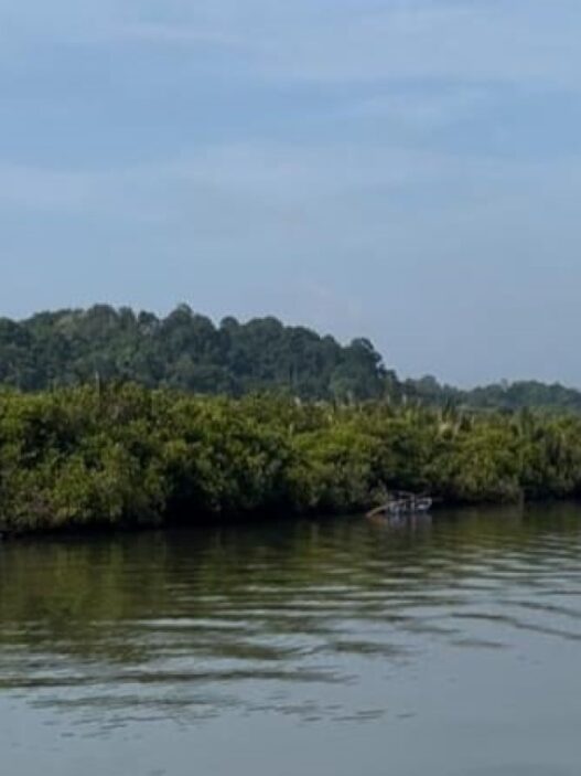 Kawasan mangrove akan direhabilitasi