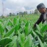 Rokok ilegal ancam petani dan industri tembakau