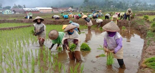 Serapan pupuk subsidi rendah