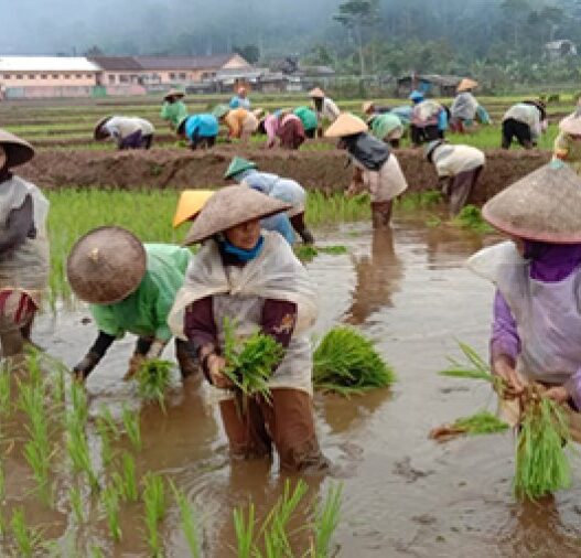 Serapan pupuk subsidi rendah