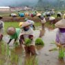 Serapan pupuk subsidi rendah