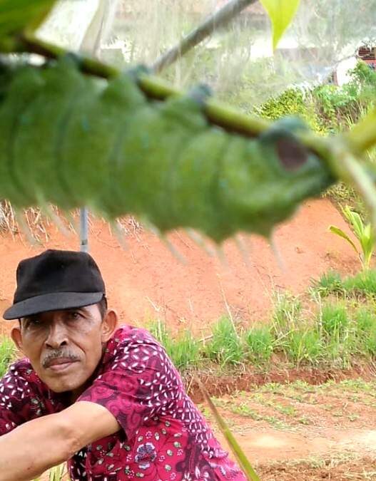 Budidaya ulat gajah mulai berkembang