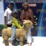 Domba batur ikon baru wisata dieng