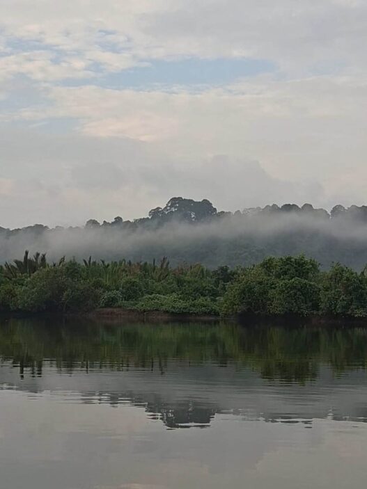Ekosistem mangrove cilacap terluas di jateng