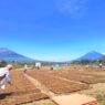 Harga tembakau di bawah rp50 ribu