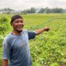 Kemarau basah, petani gelisah