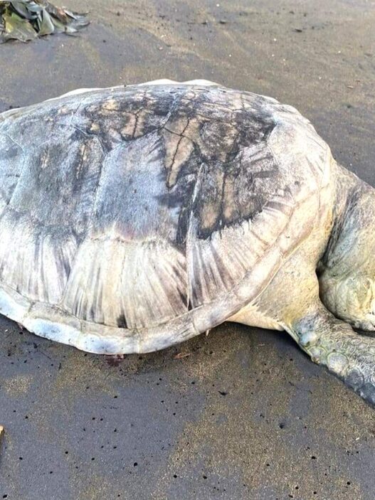 Lima penyu ditemukan mati di pesisir pantai