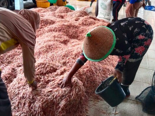Panen udang laut melimpah