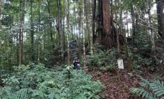 Penemuan 19 flora dan fauna baru