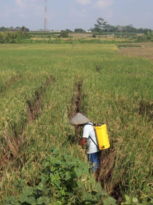 Petani kecil dapat asuransi