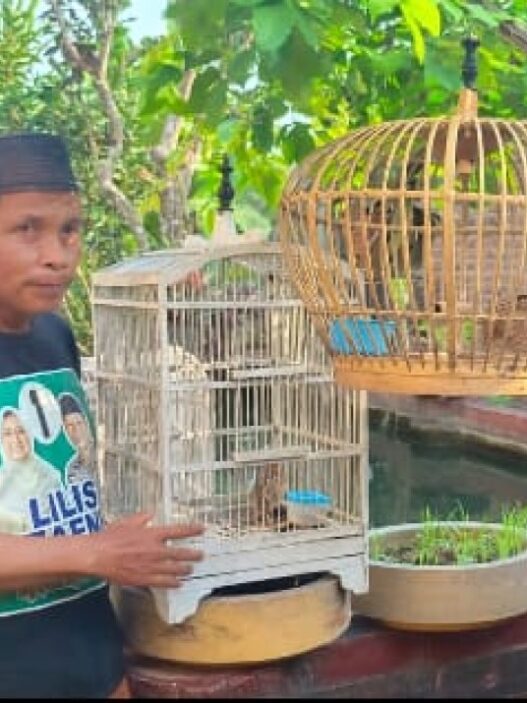 Puyuh jantan jadi alteratif baru burung kicau