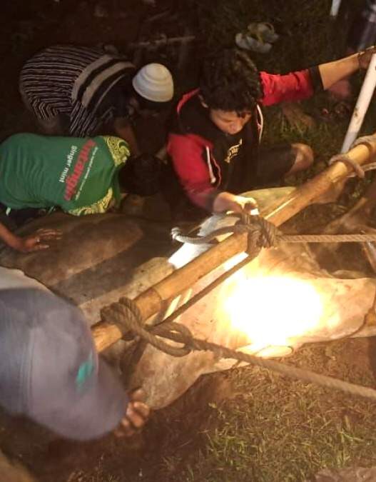 Sapi terperosok ke saluran irigasi