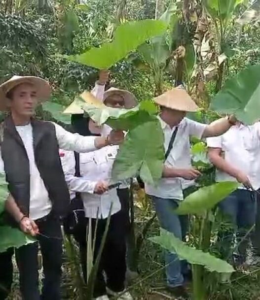 Talas beneng jadi komoditas andalan baru