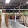 Ubah kandang sapi jadi ramah lingkungan
