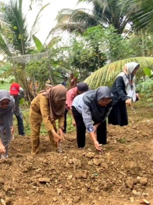 Warga kalijering hidupkan lahan tidur dengan singkong manggu