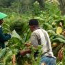Cuaca buruk, petani tembakau merugi