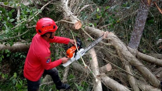 Diterjang angin, pohon beringin tumbang