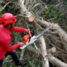 Diterjang angin, pohon beringin tumbang