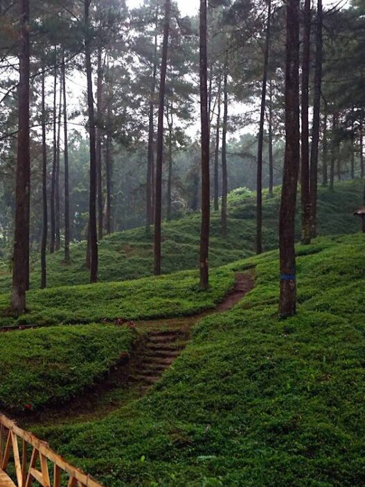 Hutan pinus limpakuwus baturraden hadirkan banyak keunikan
