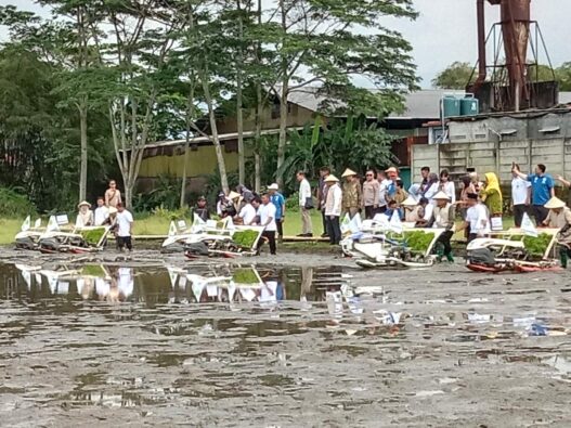 Muhammadiyah kenalkan varietas padi mentari