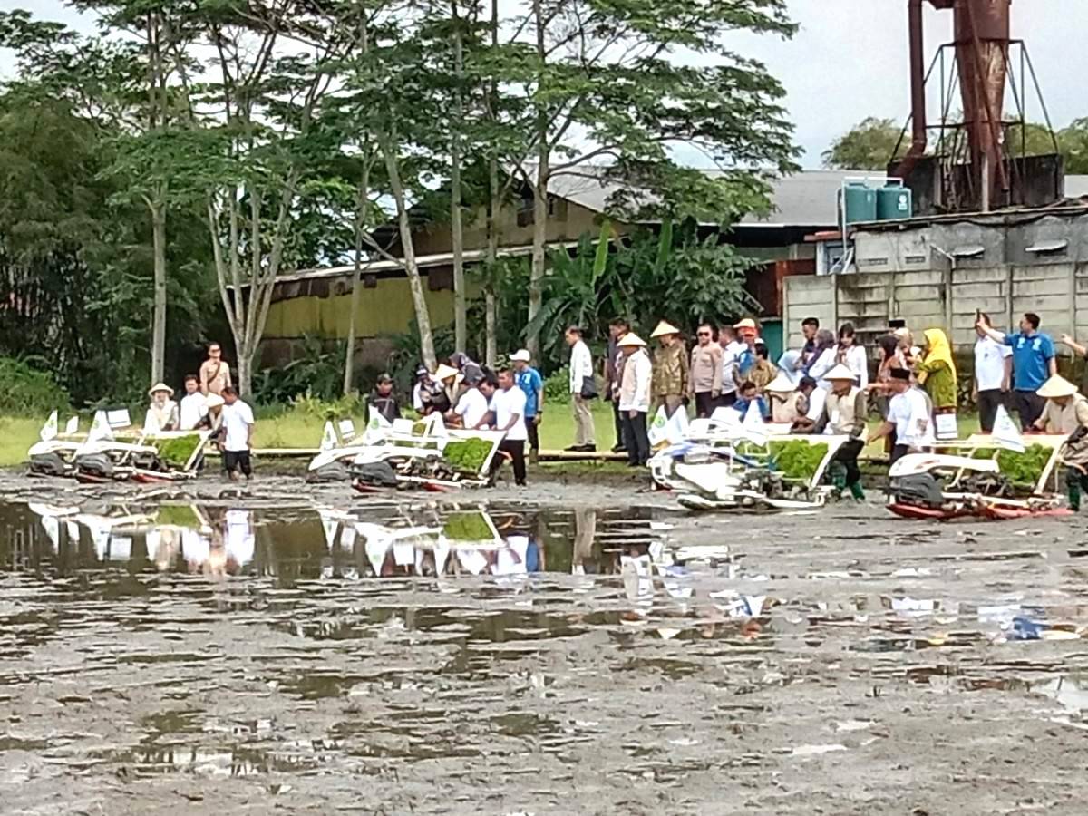 Muhammadiyah kenalkan varietas padi mentari