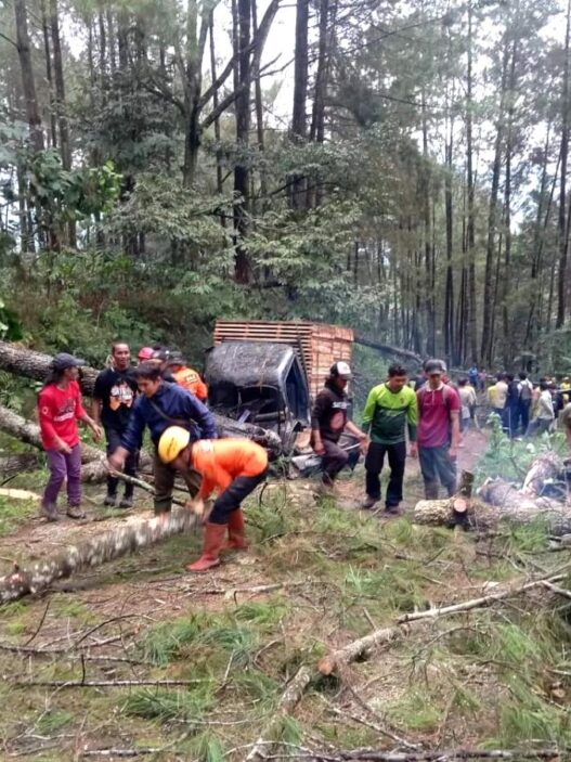 Puluhan pohon pinus roboh timpa pikap