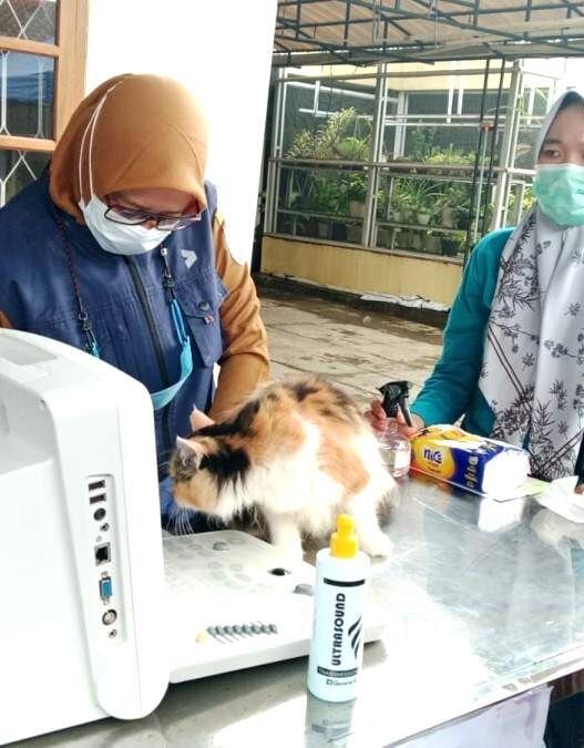 Ratusan hewan peliharaan divaksin