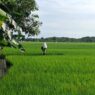 Alihfungsikan sawah wajib izin