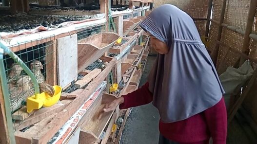 Budidaya puyuh dan olah sampah jadi cuan