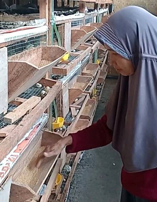 Budidaya puyuh dan olah sampah jadi cuan