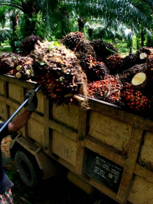 China perkuat perdagangan cpo dan karet